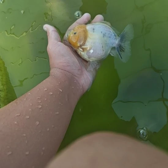 水墨将军泰狮金鱼将军