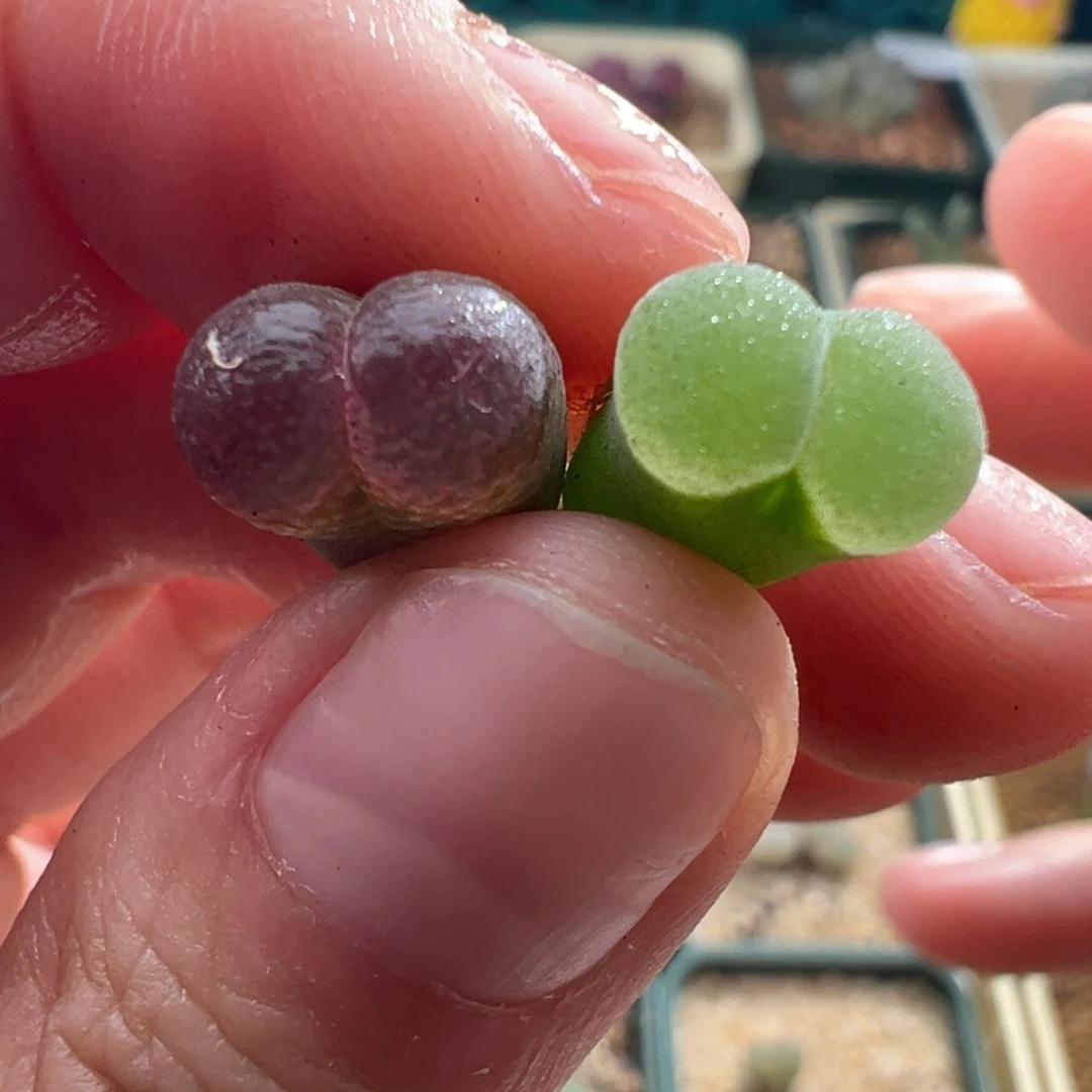 486/开播福利。一组cp