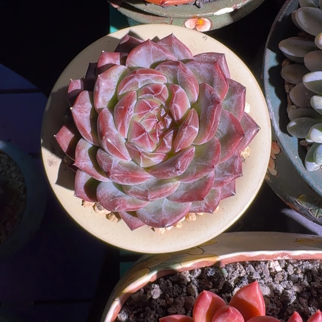 糖心杂交 一物一拍