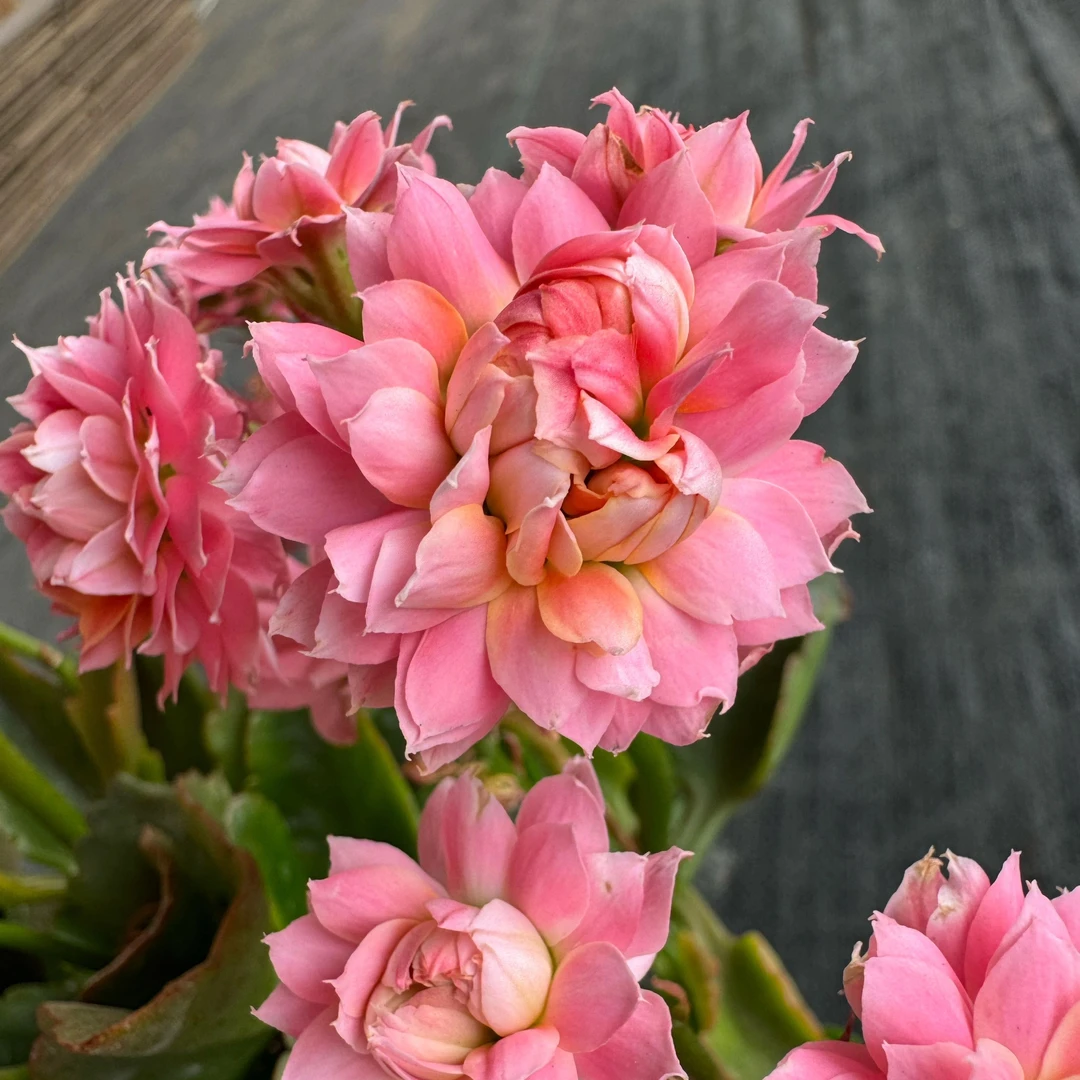 【超级明星】120盆～名贵稀有品种爆盆长寿粉色室内盆栽花卉