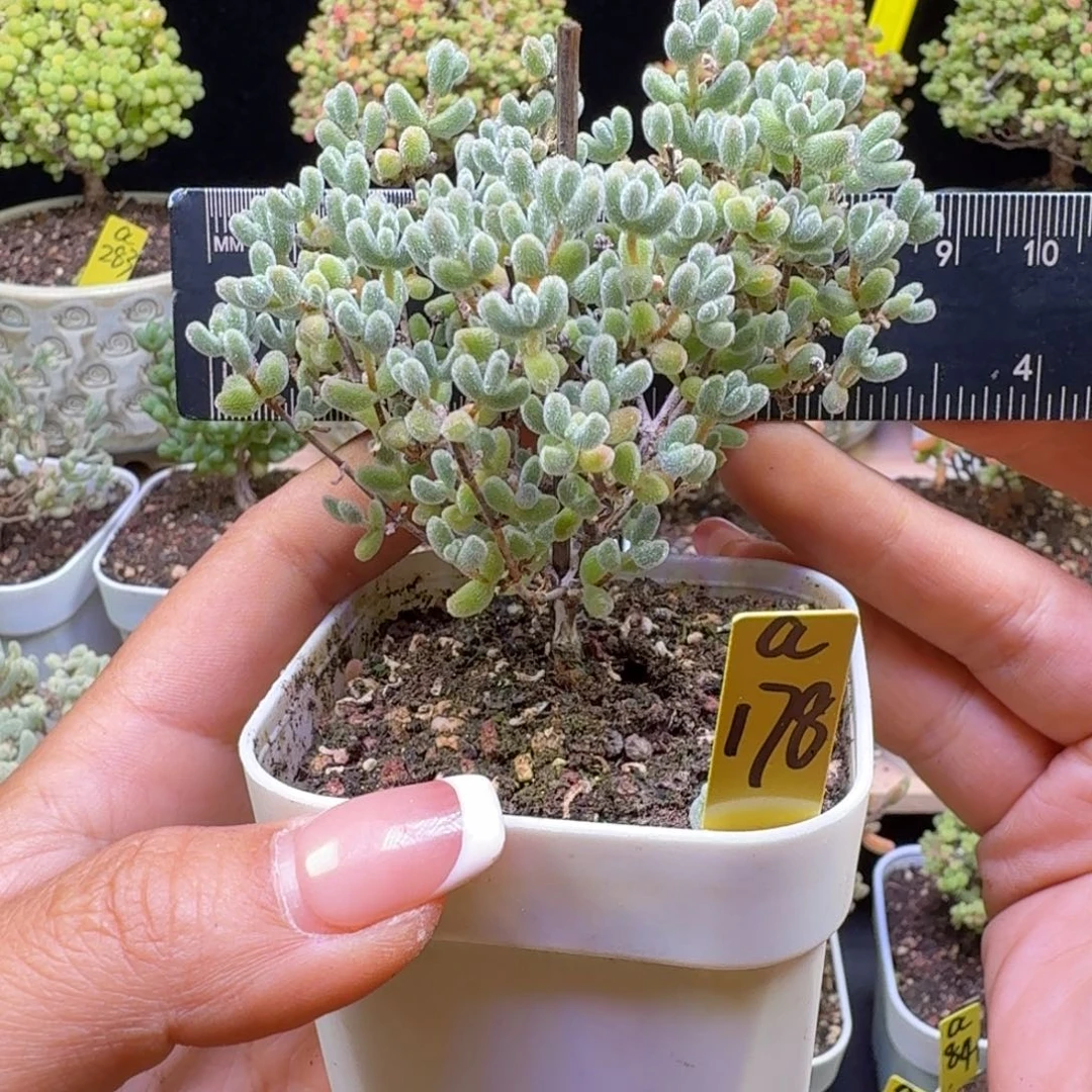 a178号冰晶冠服8厘米左右