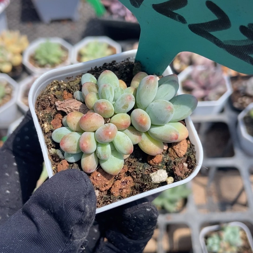 7222苹果奶多肉植物保护