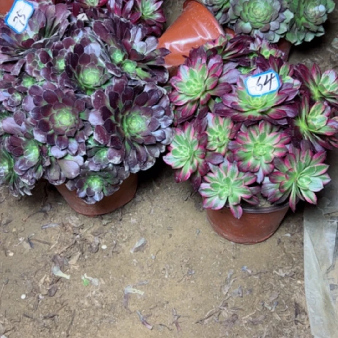 【闪购商品】我*L多肉植物安娜，何兰64