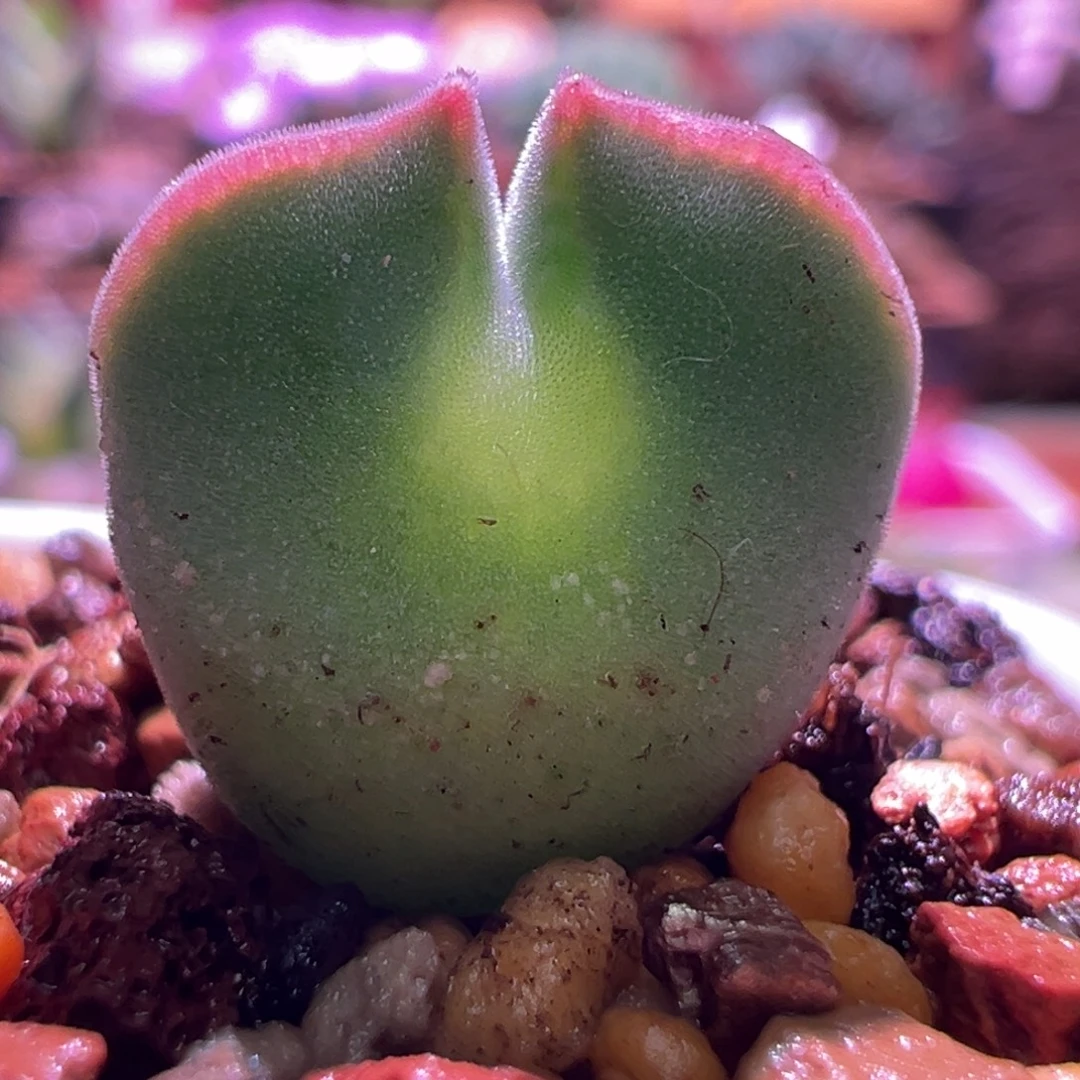 1210，蛙哥短耳空蝉，两年