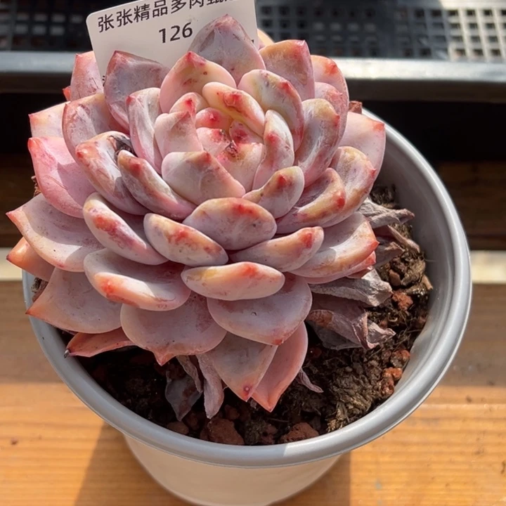 张张精品多肉甄选126