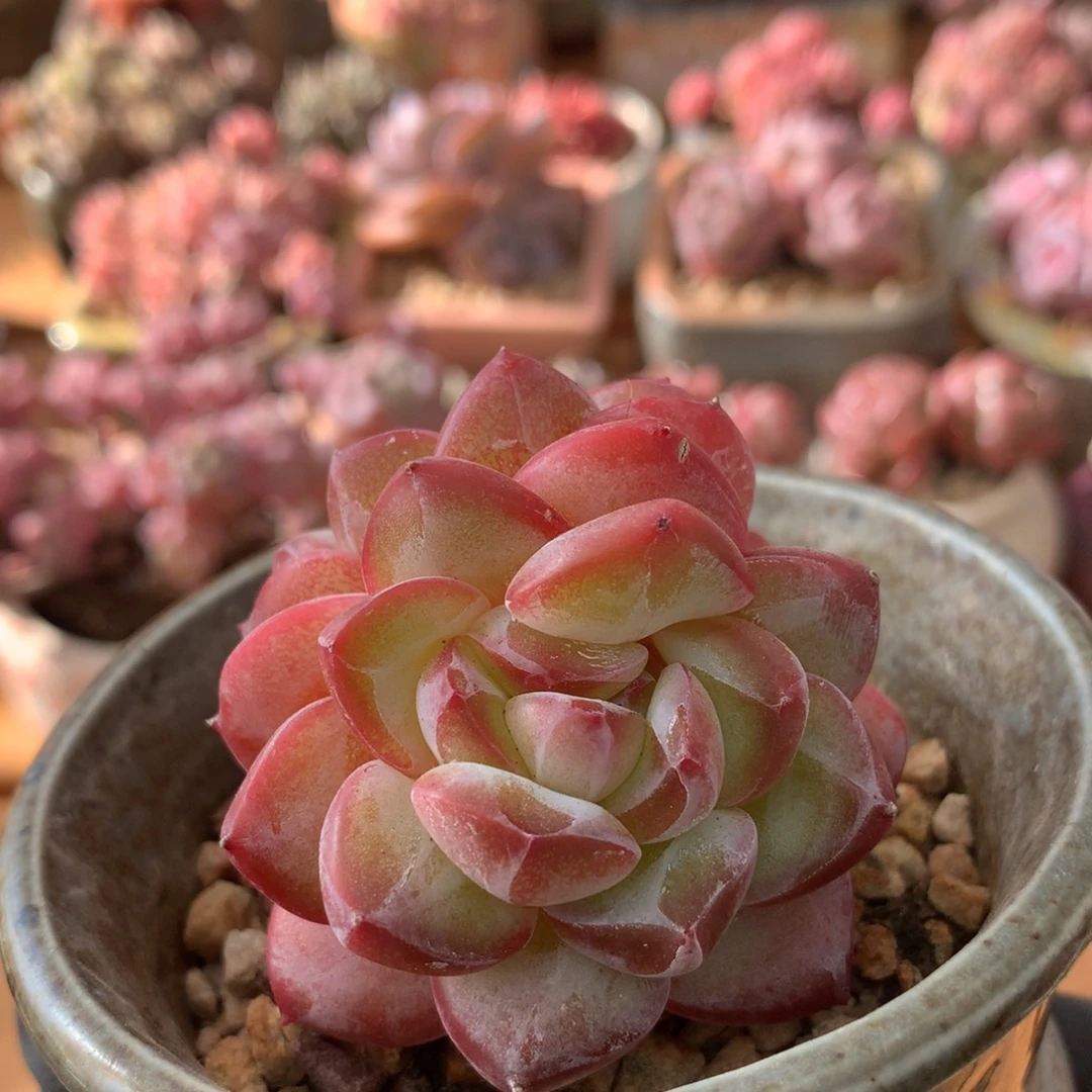 红袖一物一拍 014