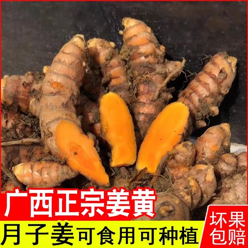 姜黄新鲜广西野生小黄姜月子姜老姜咖喱药用产后黄姜粉香料现挖