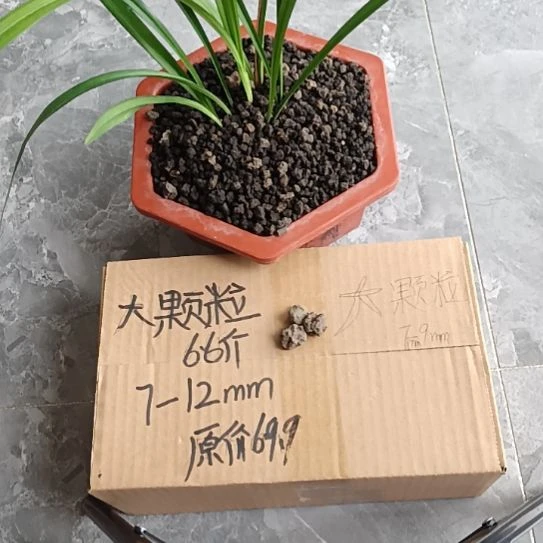 老***许兰菌黑山土大颗粒6.6斤