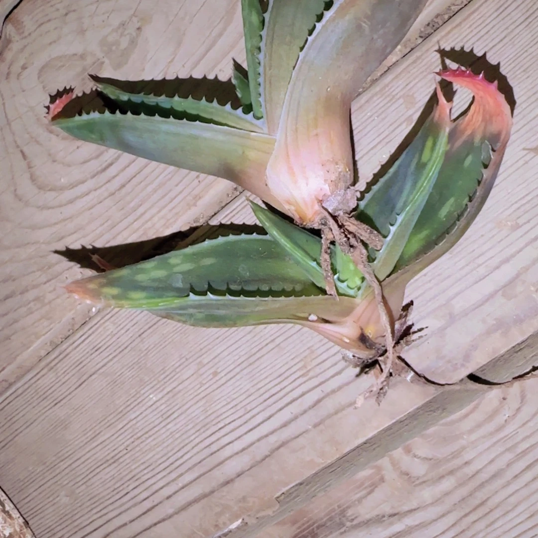 ****迪块根植物块根植物