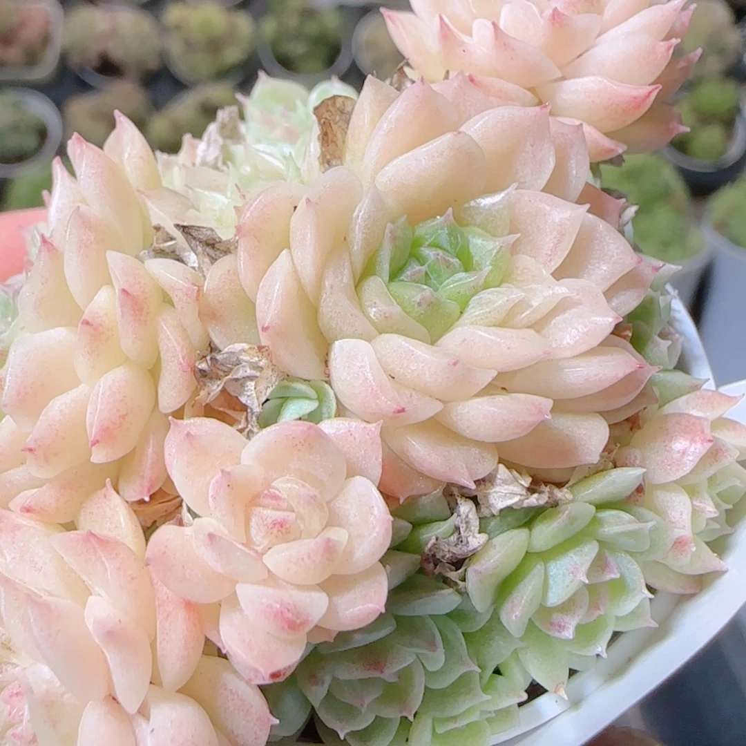 花语逸镜1103-59散