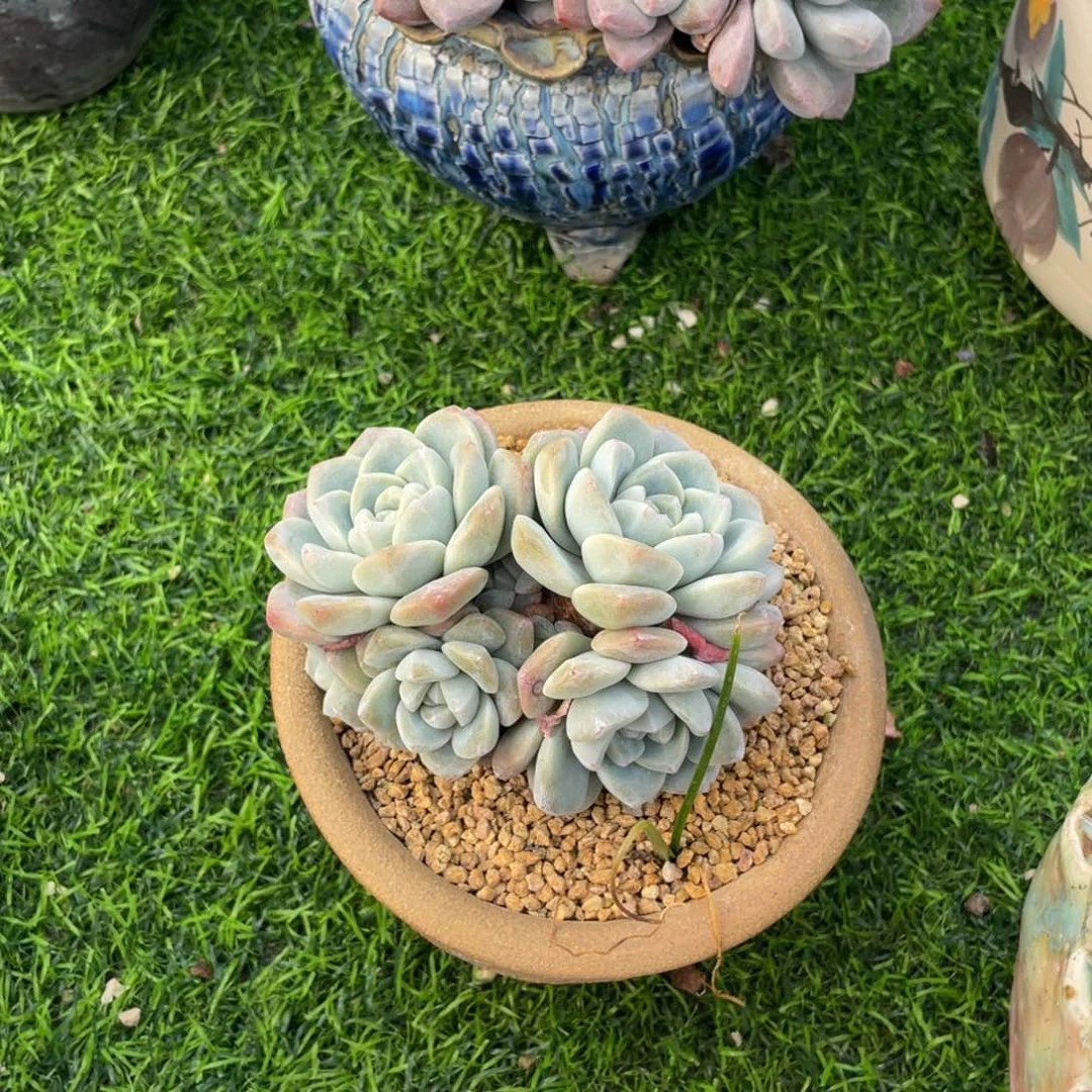 13头冰玉群生多肉植物一物一拍多肉