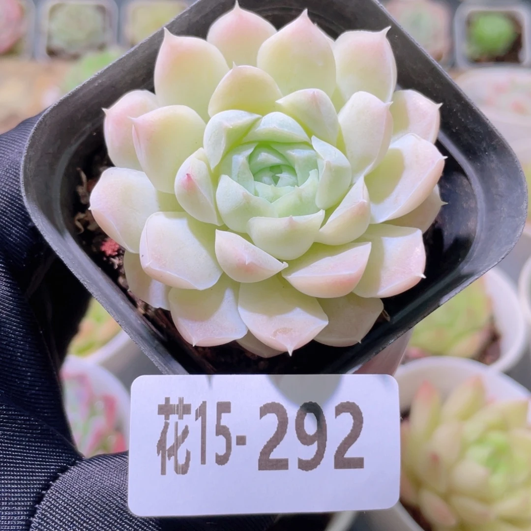 花利美15-292白月影
