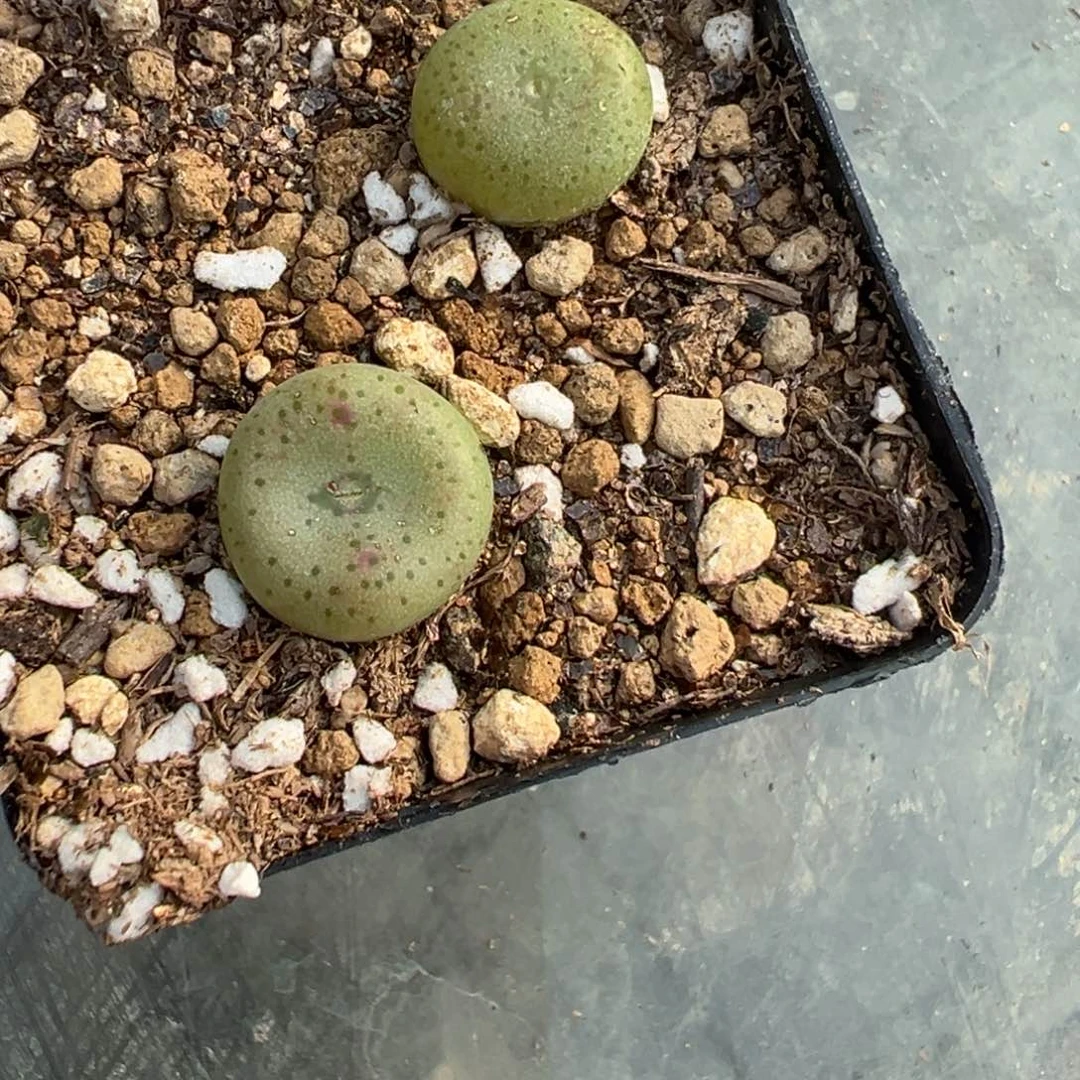 A****扬16-72史莱克多肉植物