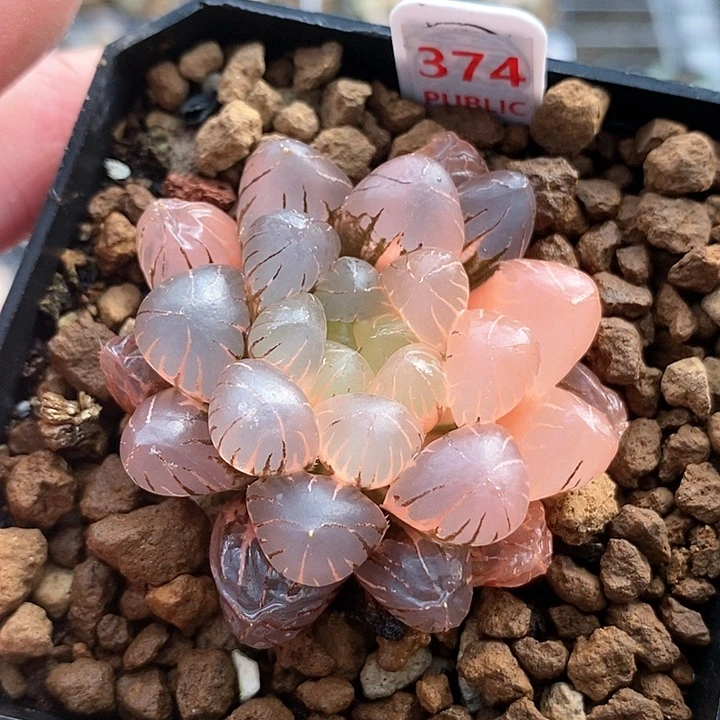 红陶374号冰灯锦一物一拍