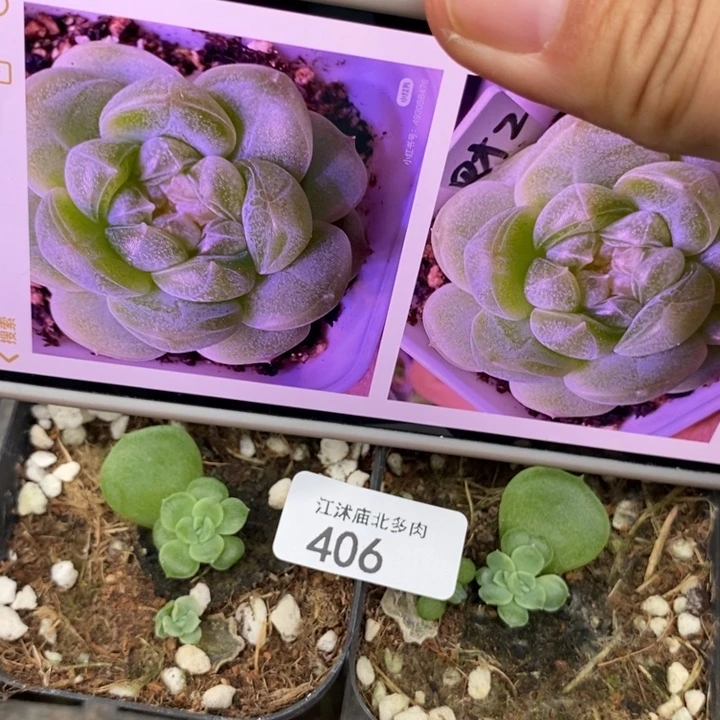 标406千金财富c2一个多肉