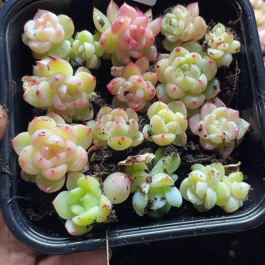 2s+珍妮一物一拍039