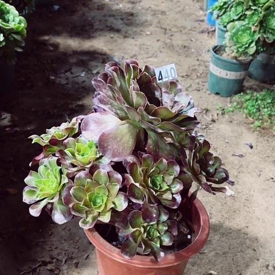 440魅金玫瑰老桩妖精