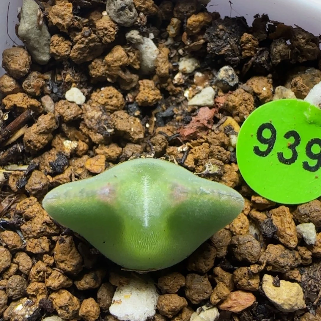 大眼睛空蝉1.6多肉植物939