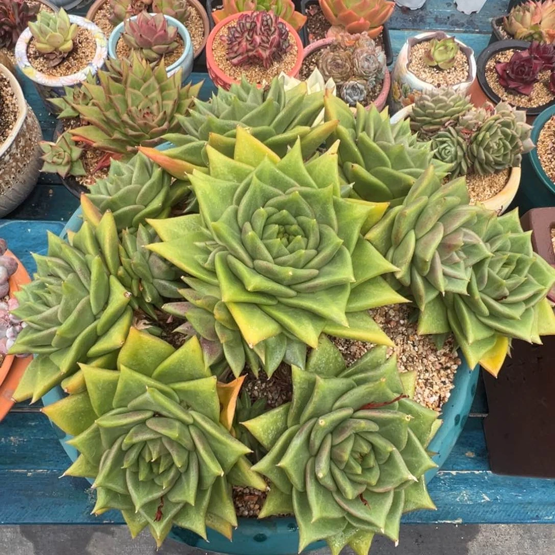 从前慢多肉精选编号0616.11111