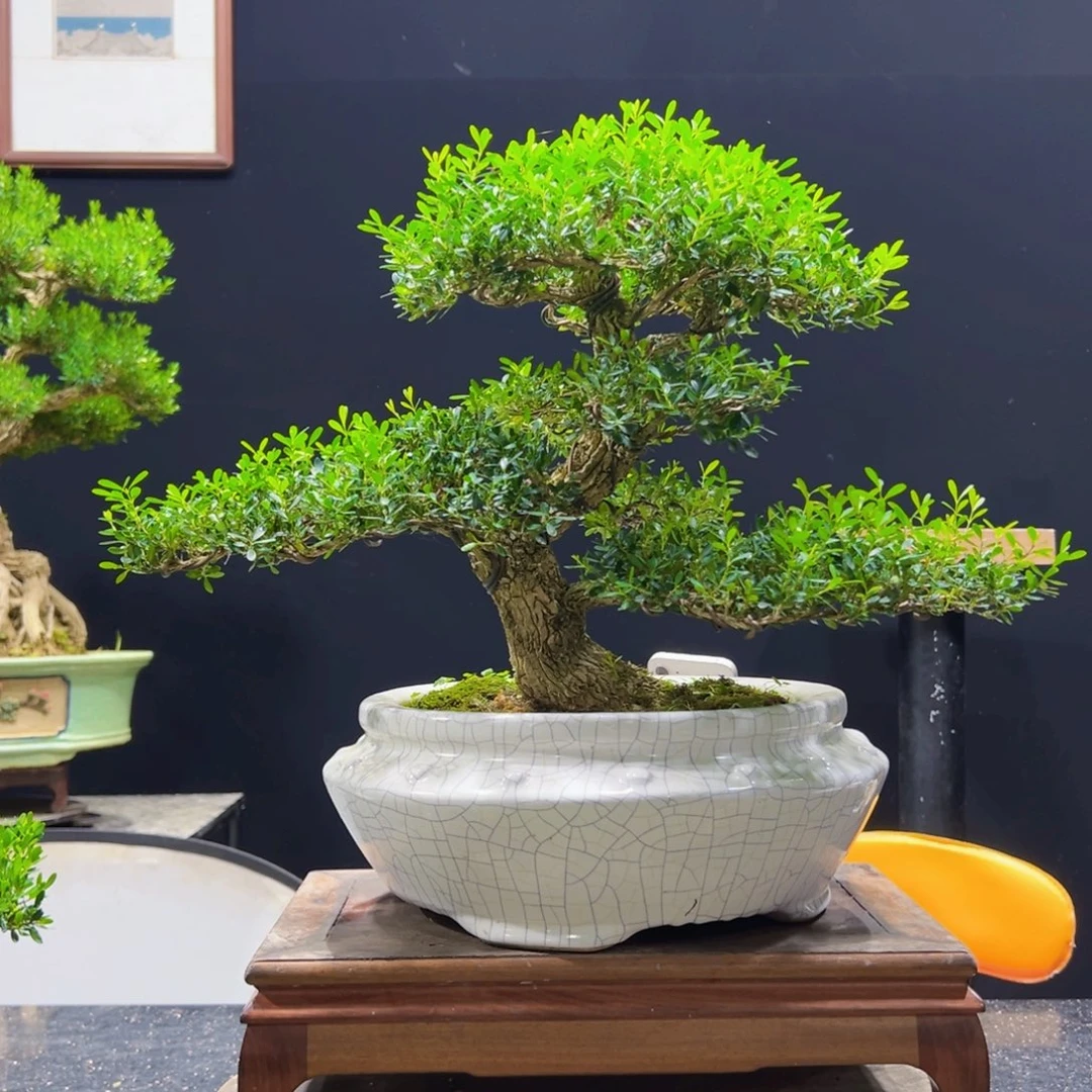 无花朵初****3黄杨盆景四季常青