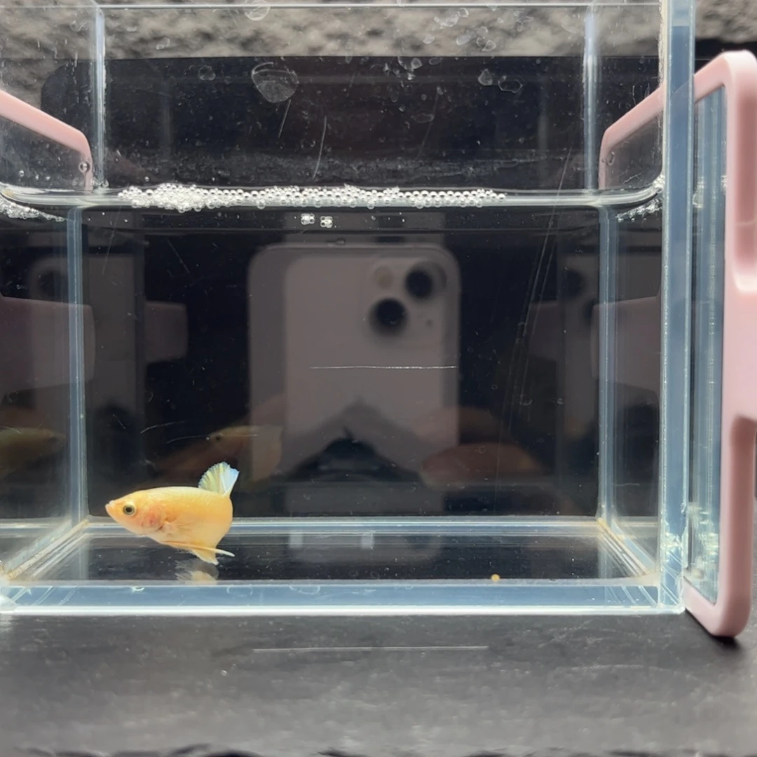 海胆宙斯斗鱼竞拍11-27