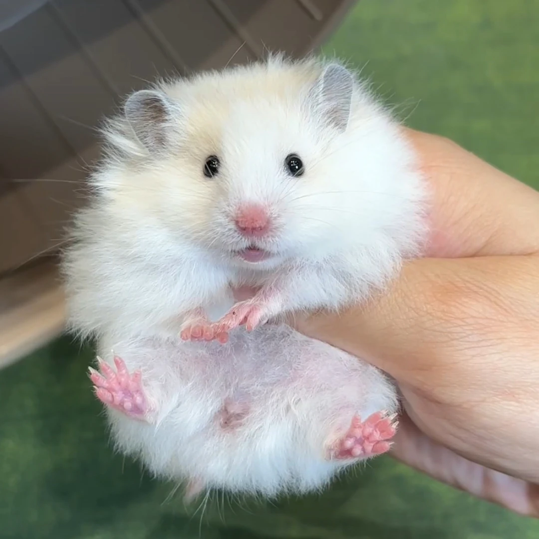 K3直毛黄玻利妹妹家养长毛卷毛仓鼠活体温顺大体包邮