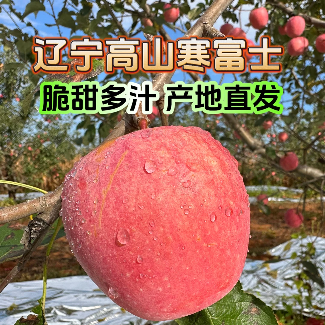 2025年新鲜东北富士苹果5斤脆甜多汁坏果包赔产地直发原产地发货