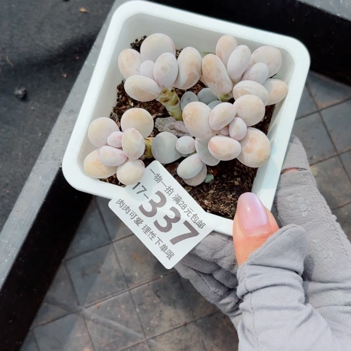 奶酪无盆土发货多