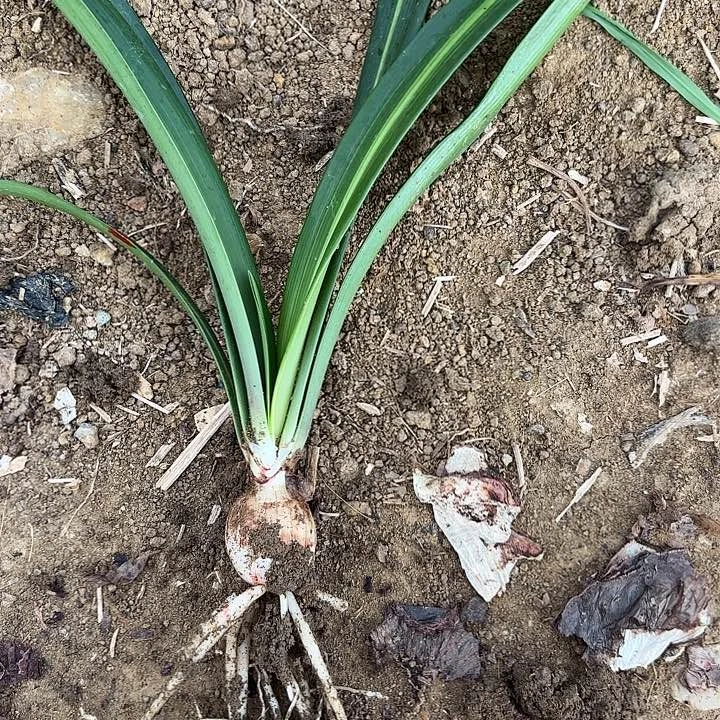 无花朵自*玫瑰淑女包对版8629