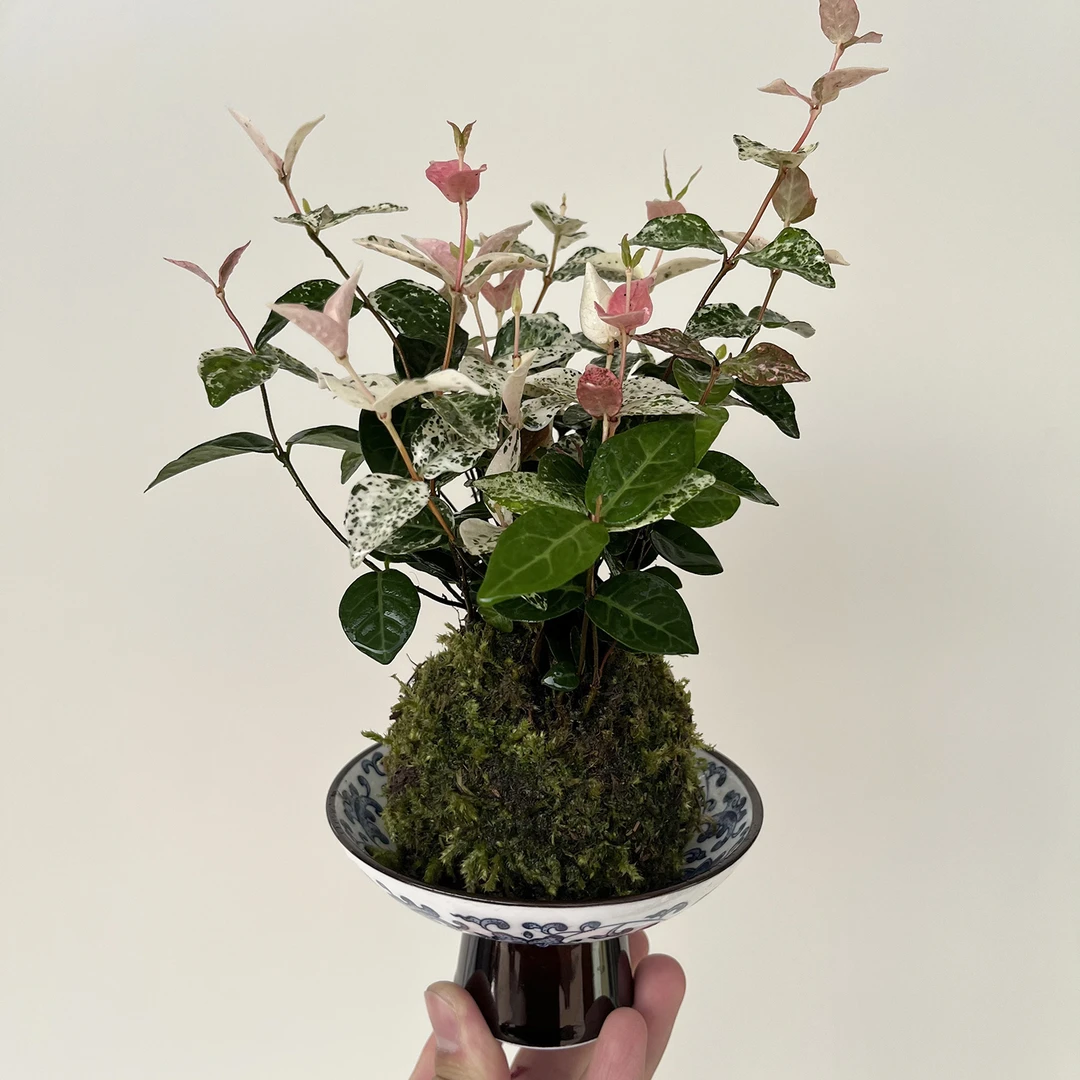 苔玉 花叶络石苔藓球狼尾蕨ins风桌面懒人绿植