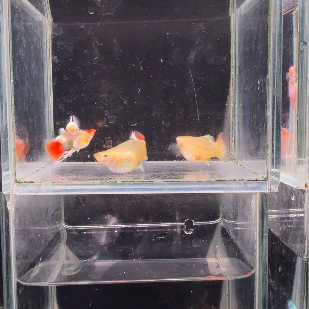 孔雀鱼圣诞2对孔雀鱼