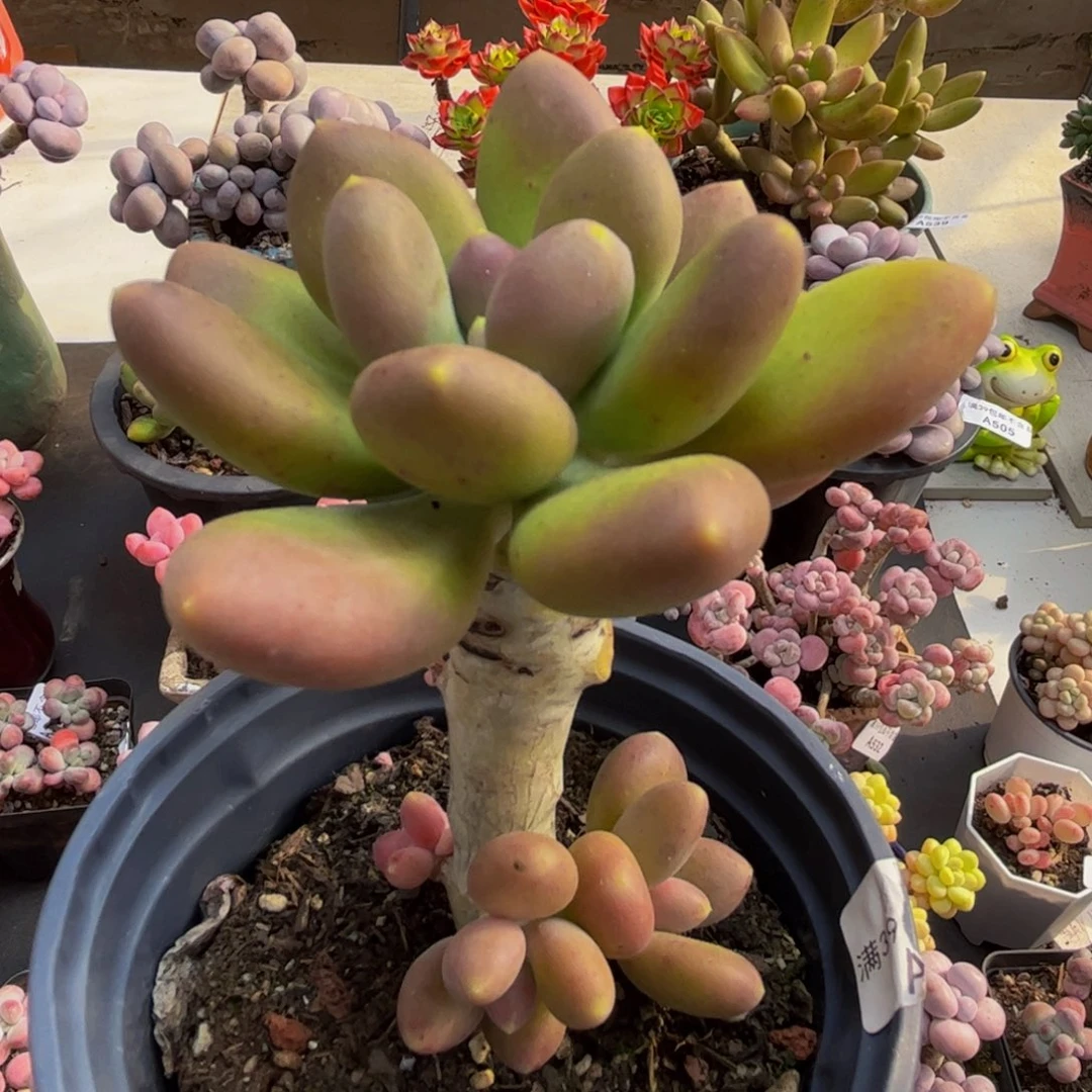 321/9cm芒果奶多肉植物