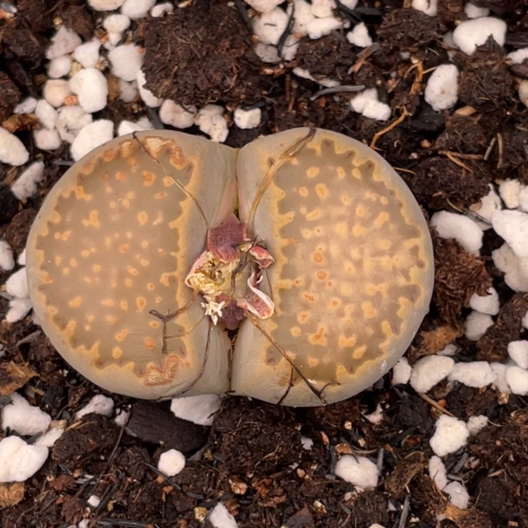 非偏远满20包邮625