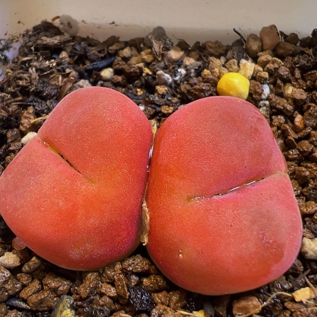 85多肉植物水蜜桃1430.5