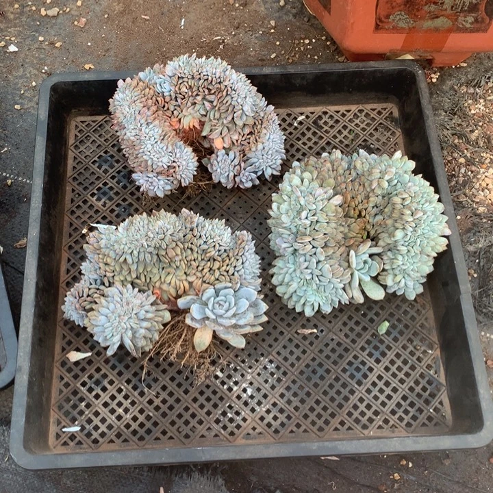 小***儿871橙子缀多肉植物组合