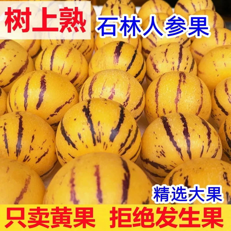 【保温袋+泡沫箱】云南人参果树熟圆果黄心清甜多汁现摘新鲜水果