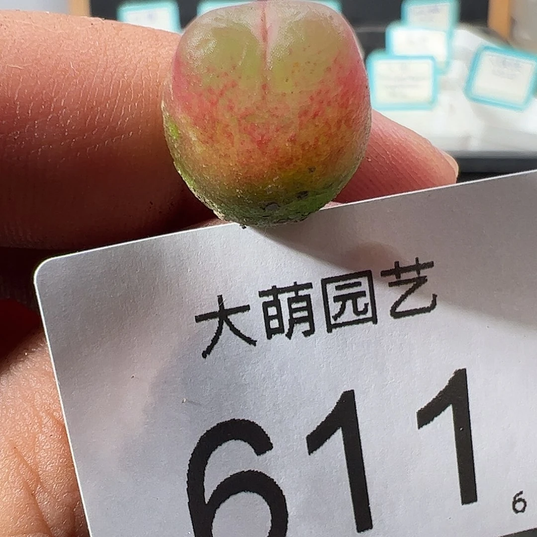 0000611 一物一拍……