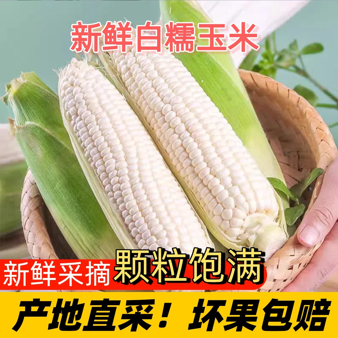 25年重庆新鲜现摘白糯玉米香甜软糯带壳苞谷颗粒饱满应季蔬菜包邮