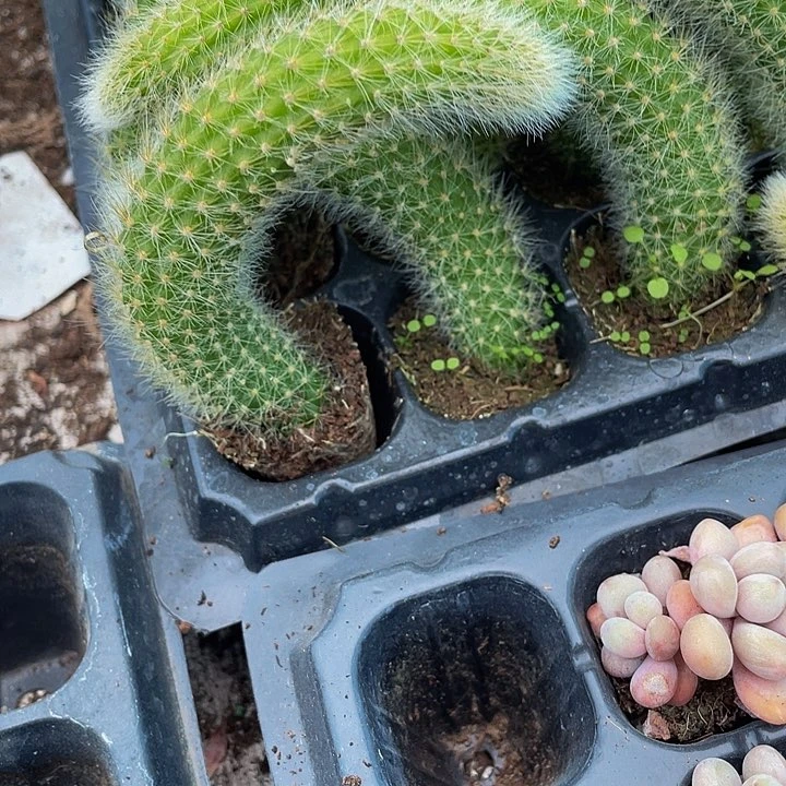 九尾狐1.5带土发