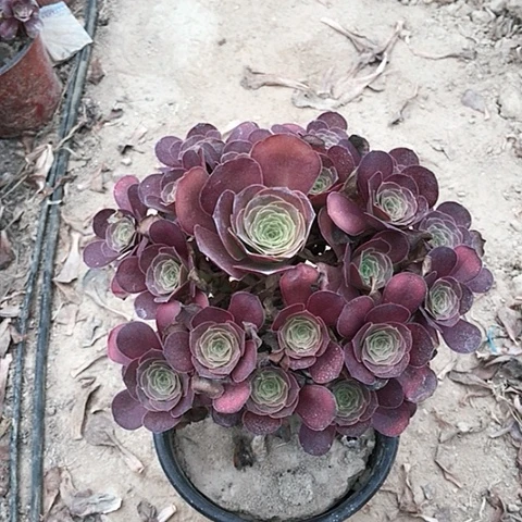 魅金玫瑰法师多肉植物12