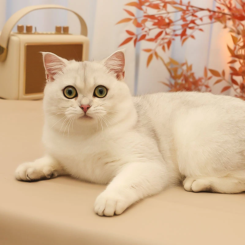 银渐层猫高脚猫英短毛活泼可爱猫活体猫咪直播间