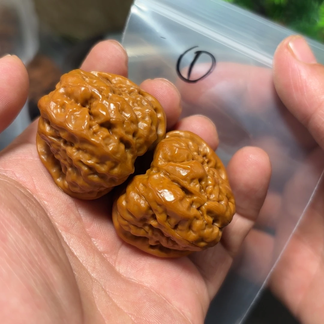 核桃其他蛤蟆头的