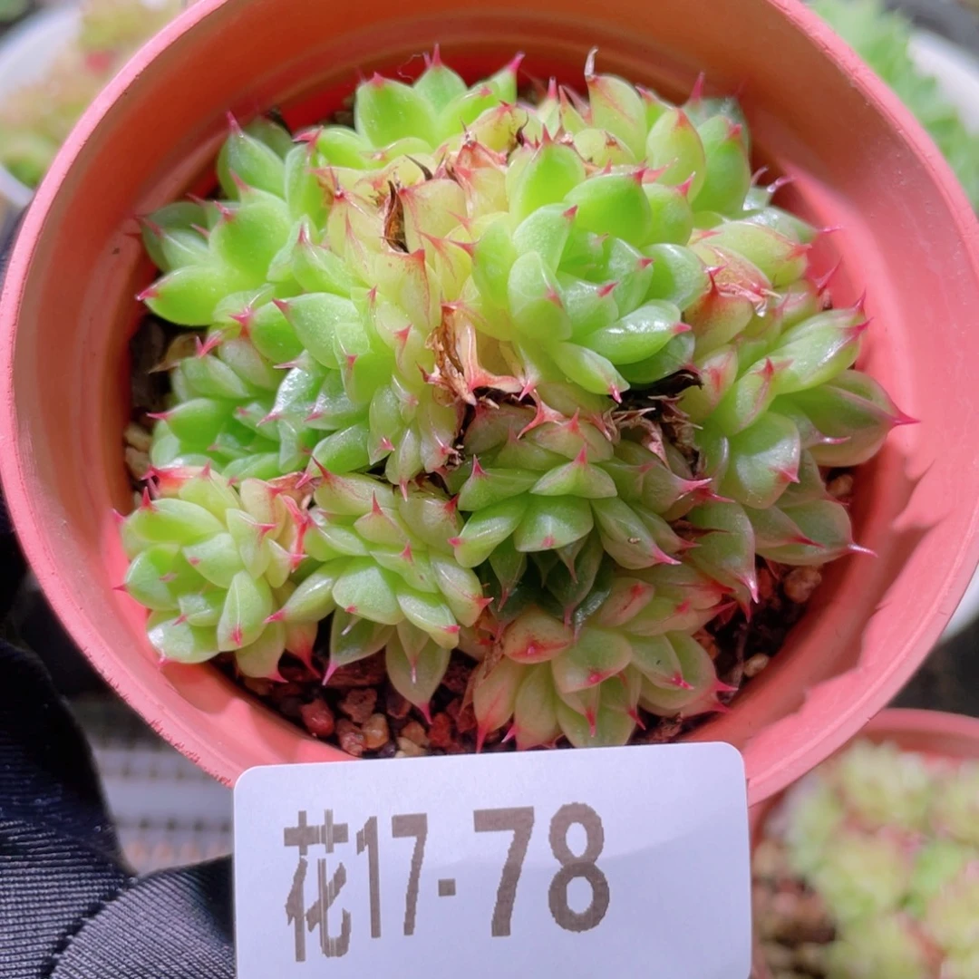 花利美17-78海王群