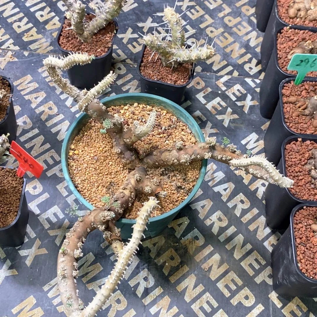 产地黑皮月界多肉植物