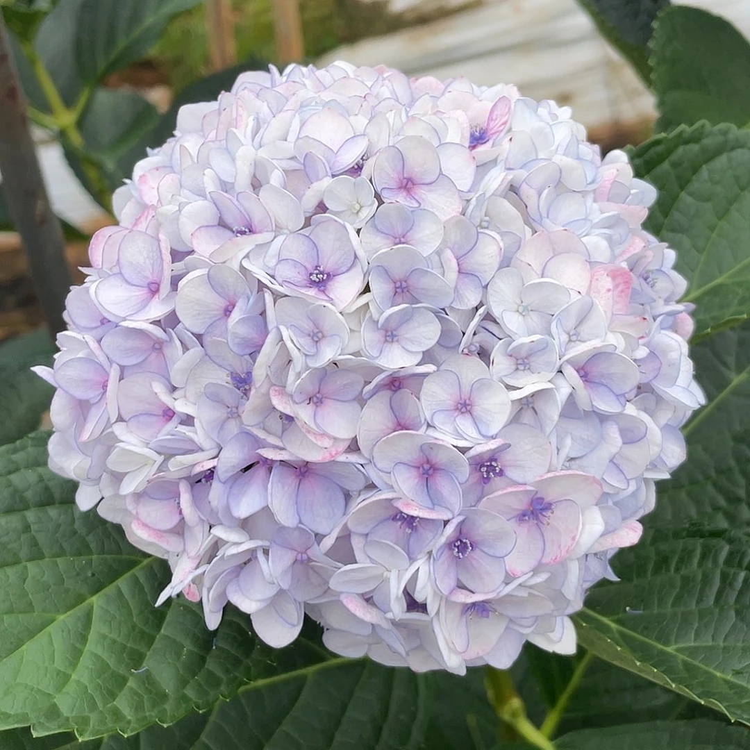 绣球切花一物一拍3枝起包邮，拳头大140