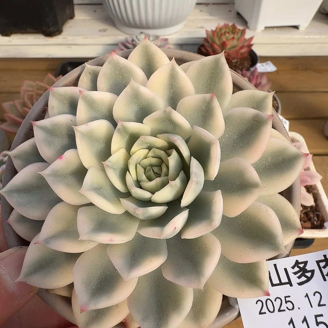 月亮仙子锦11128-115