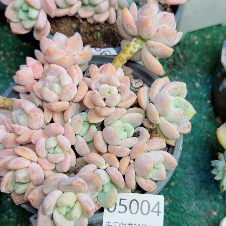 幸运的是我还没遇到幸运