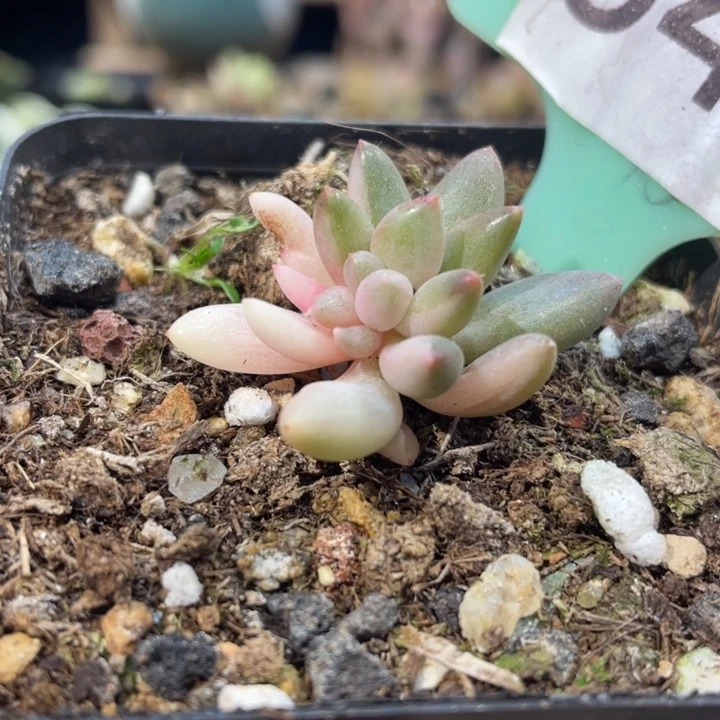 红蜻蜓锦547号的多肉啊啊啊