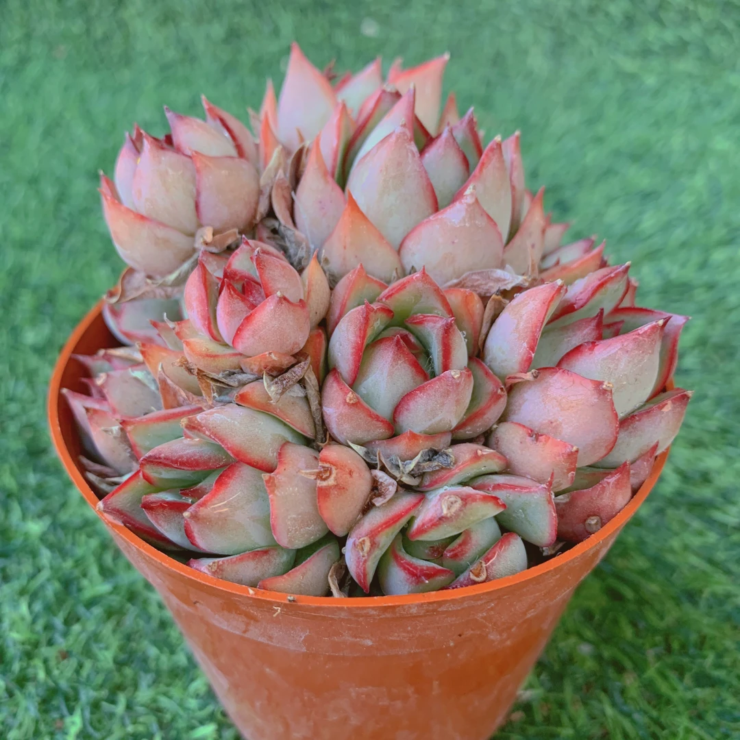 宝莲灯群生精品多肉植物盆栽阳台好养花卉一单包邮