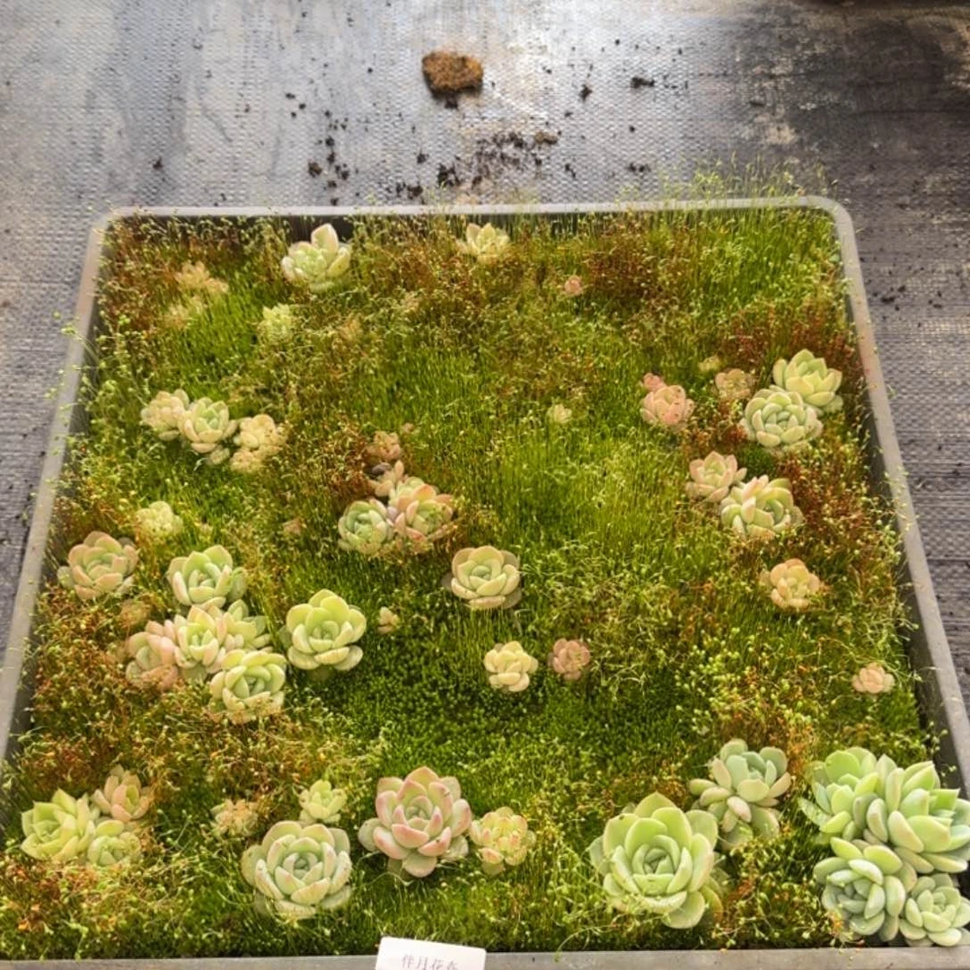 多肉杂交一物一拍1-33